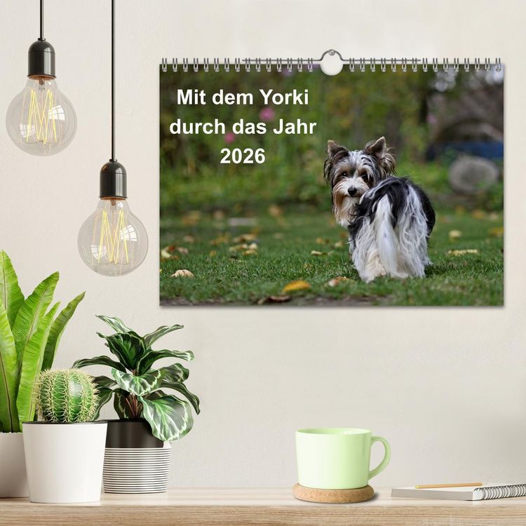 Produktbild: Mit dem Yorki durch das Jahr 2026 (Wandkalender 2026 DIN A4 quer), CALVENDO Monatskalender