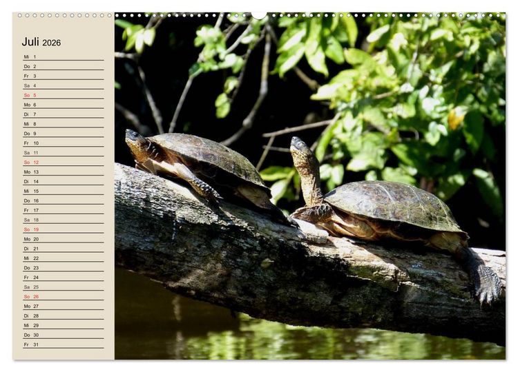 Produktbild: Regenwald. Tiere im Dschungel (hochwertiger Premium Wandkalender 2026 DIN A2 quer), Kunstdruck in Hochglanz