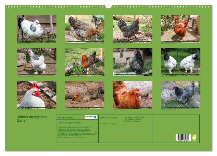 Produktbild: H&uuml;hner im eigenen Garten (Wandkalender 2026 DIN A2 quer), CALVENDO Monatskalender