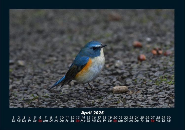 Produktbild: Tiere in der Wildnis 2025 Fotokalender DIN A4