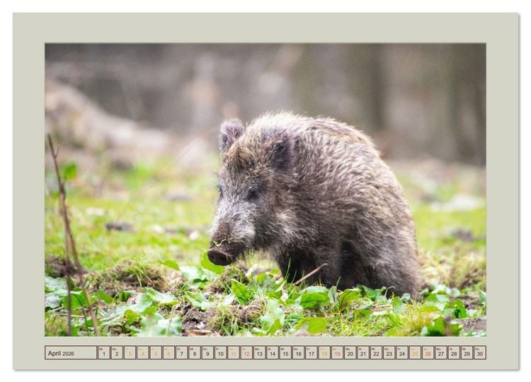 Produktbild: Wildschweine ganz nah an der Sau (Sus scrofa) von Tanja Riedel (hochwertiger Premium Wandkalender 2026 DIN A2 quer), Kunstdruck in Hochglanz
