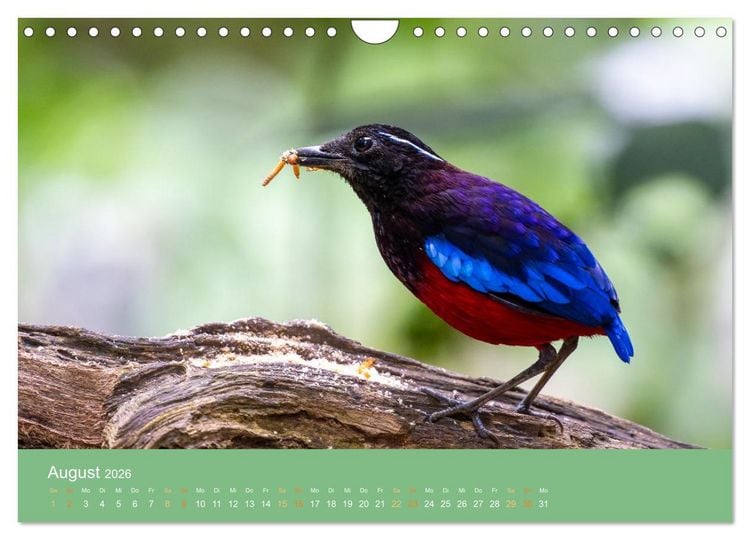Produktbild: Zwischen Nebel und Baumriesen - V&ouml;gel Borneos (Wandkalender 2026 DIN A4 quer), CALVENDO Monatskalender