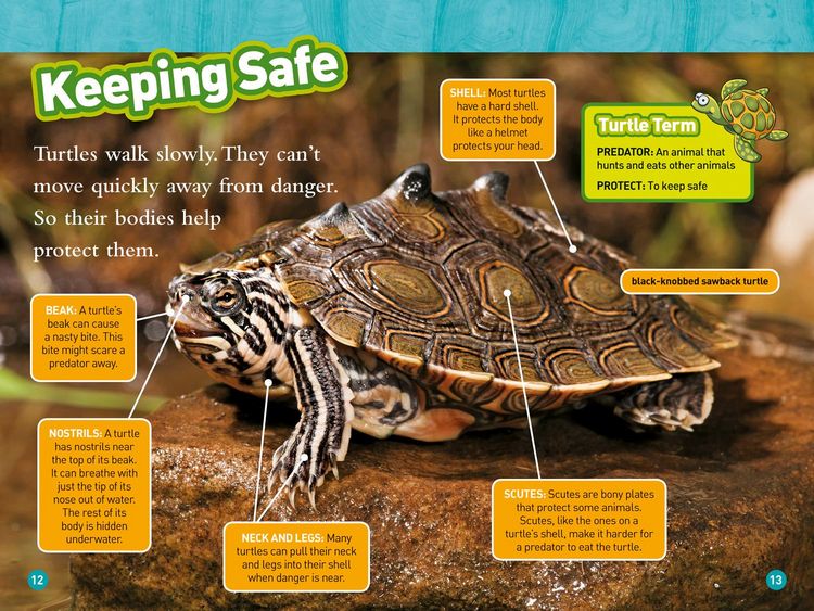 Produktbild: Turtles and Tortoises