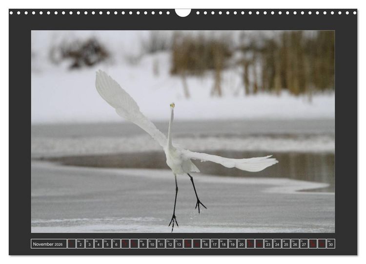 Produktbild: Winterzauber - Tiere in Eis und Schnee (Wandkalender 2026 DIN A3 quer), CALVENDO Monatskalender