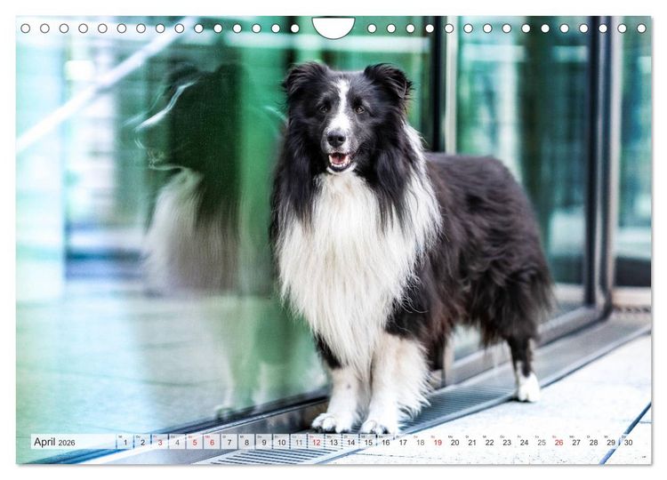 Produktbild: Hamburger Hafencity - Unterwegs mit den Shelties Finn und Louis (Wandkalender 2026 DIN A4 quer), CALVENDO Monatskalender