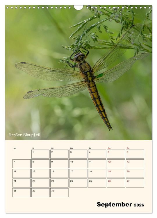 Produktbild: Libellen - Flugk&uuml;nstler in Bayern (Wandkalender 2026 DIN A3 hoch), CALVENDO Monatskalender