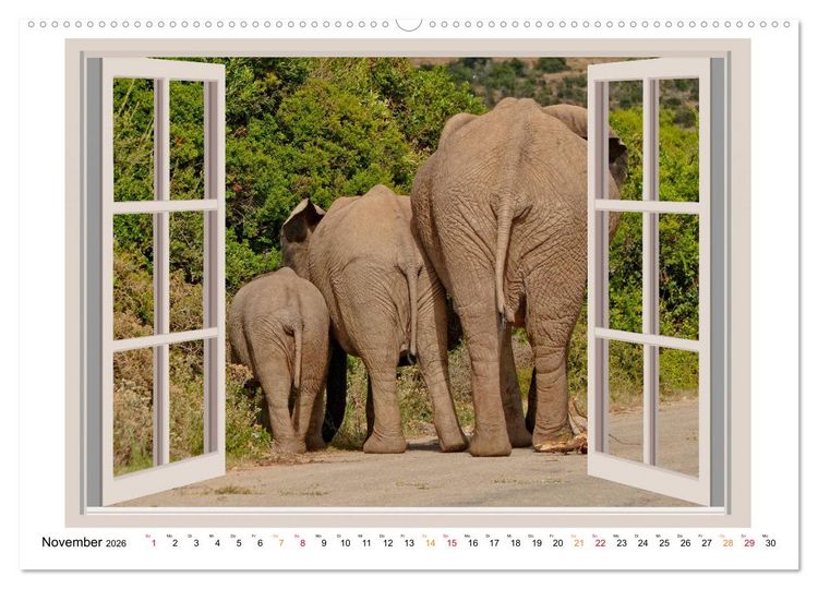 Produktbild: Fenstergucker - tierische Freunde an der Wand (Wandkalender 2026 DIN A2 quer), CALVENDO Monatskalender