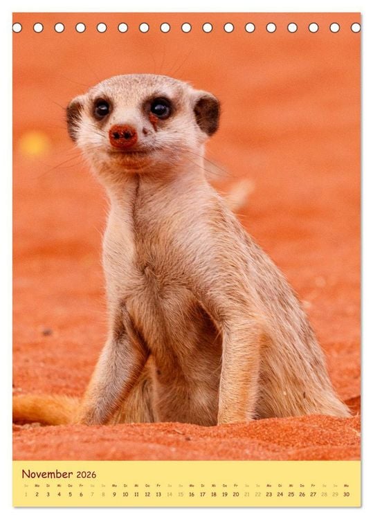 Produktbild: Erdm&auml;nnchen - Eine Kolonie in der Kalahari (Tischkalender 2026 DIN A5 hoch), CALVENDO Monatskalender