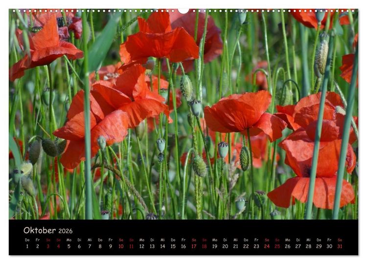 Produktbild: Just Mohn (Wandkalender 2026 DIN A2 quer), CALVENDO Monatskalender