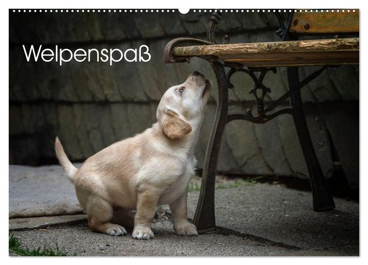 Produktbild: Welpenspa&szlig; (Wandkalender 2026 DIN A2 quer), CALVENDO Monatskalender