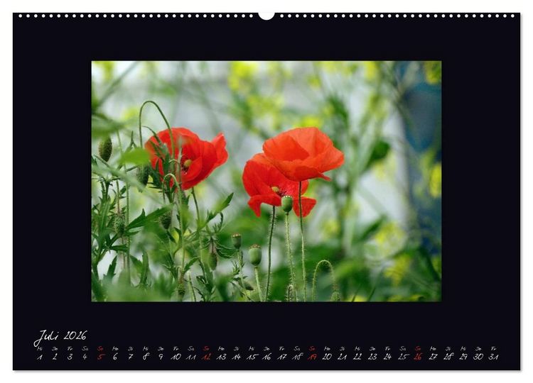 Produktbild: MOHNographie (hochwertiger Premium Wandkalender 2026 DIN A2 quer), Kunstdruck in Hochglanz