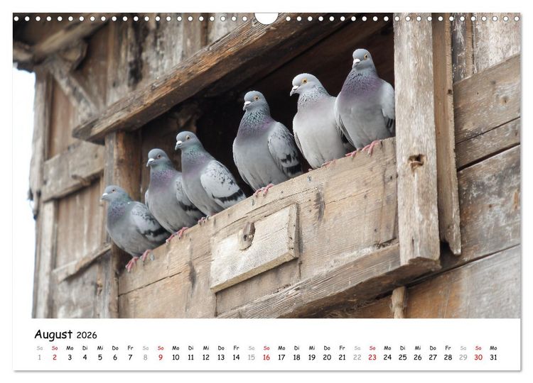 Produktbild: Hans der Bauer und seine Tiere auf dem Bauernhof (Wandkalender 2026 DIN A3 quer), CALVENDO Monatskalender