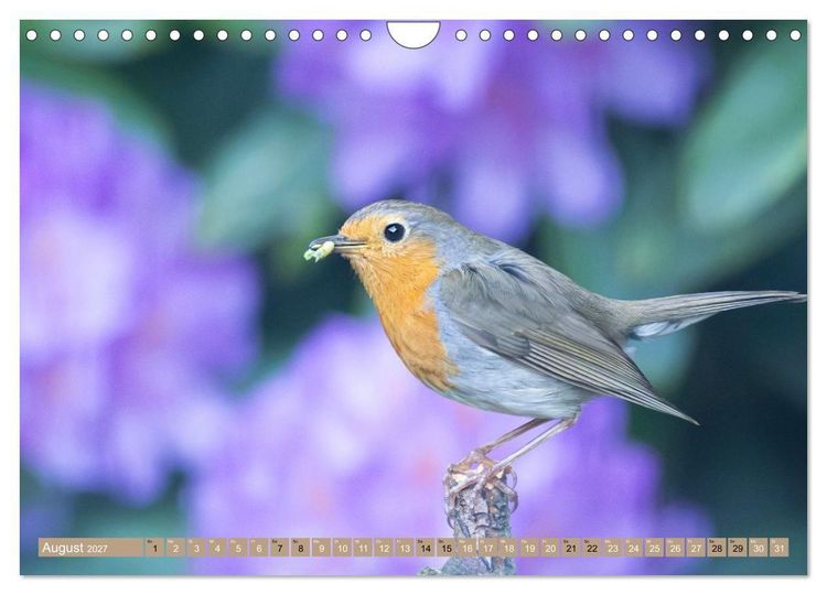 Produktbild: Robin, das s&uuml;&szlig;e Rotkehlchen (Wandkalender 2027 DIN A4 quer), CALVENDO Monatskalender