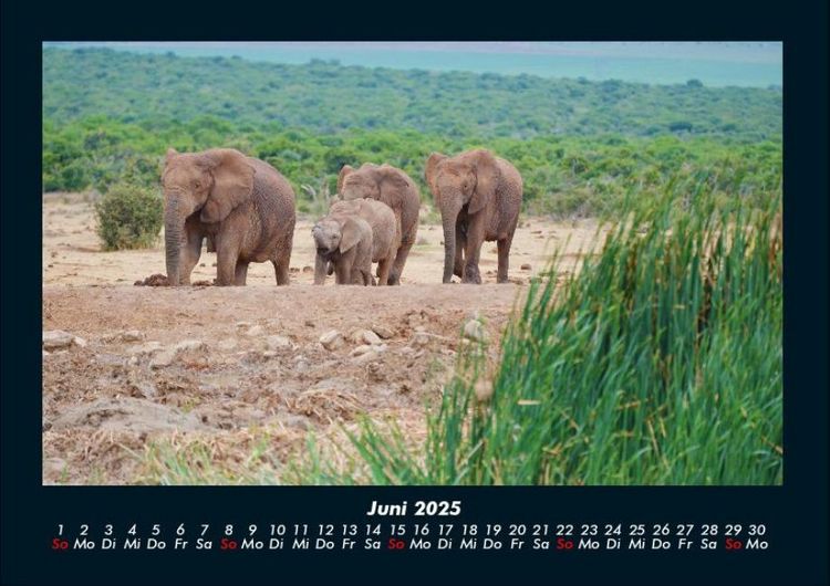 Produktbild: Elefanten 2025 Fotokalender DIN A4