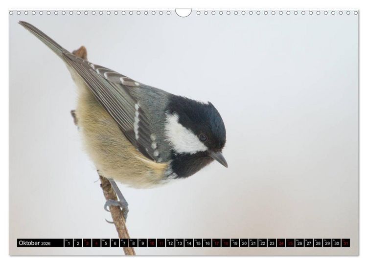 Produktbild: V&ouml;gel aus dem Garten (Wandkalender 2026 DIN A3 quer), CALVENDO Monatskalender