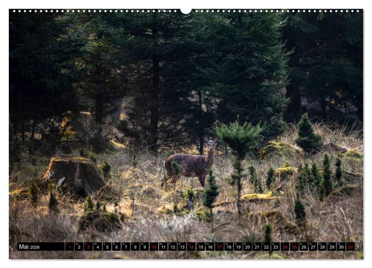 Produktbild: Arnsberger Wald (hochwertiger Premium Wandkalender 2026 DIN A2 quer), Kunstdruck in Hochglanz