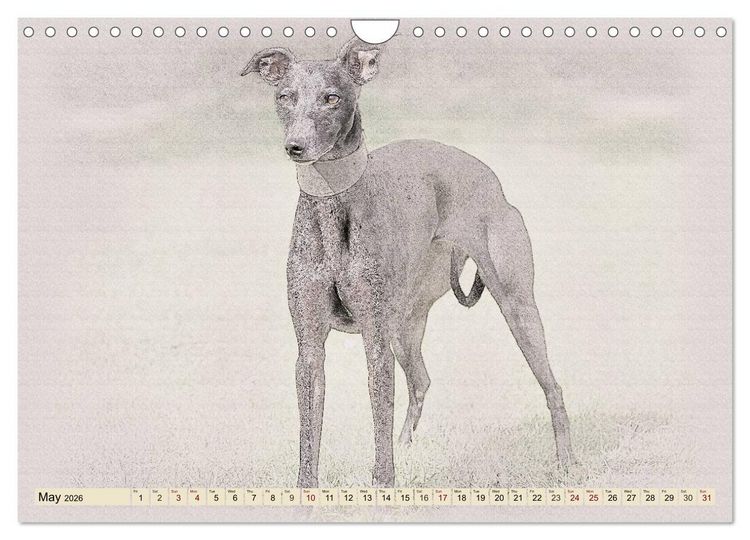 Produktbild: Whippets 2026 (Wall Calendar 2026 DIN A4 landscape), CALVENDO 12 Month Wall Calendar