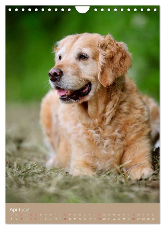 Produktbild: Golden Retriever (Wandkalender 2026 DIN A4 hoch), CALVENDO Monatskalender