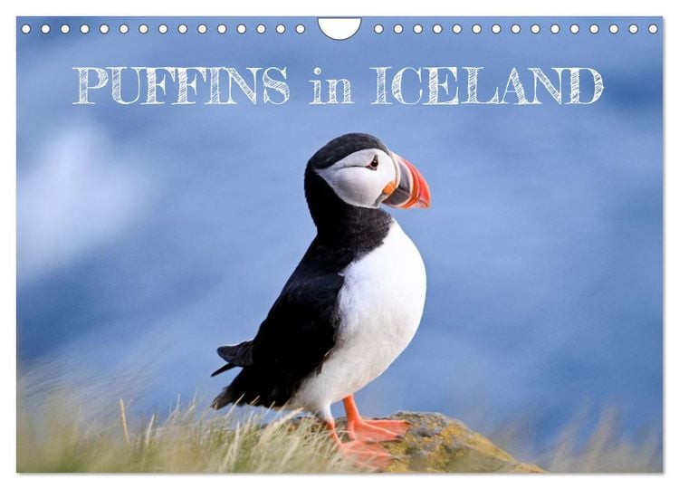 Produktbild: Puffins in Iceland (Wall Calendar 2026 DIN A4 landscape), CALVENDO 12 Month Wall Calendar