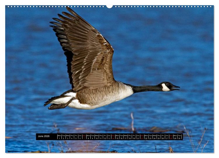 Produktbild: CANADA GOOSE / UK-Version (High Quality Premium Wall Calendar 2026 DIN A2 landscape),CALVENDO 12 Month Wall Calendar