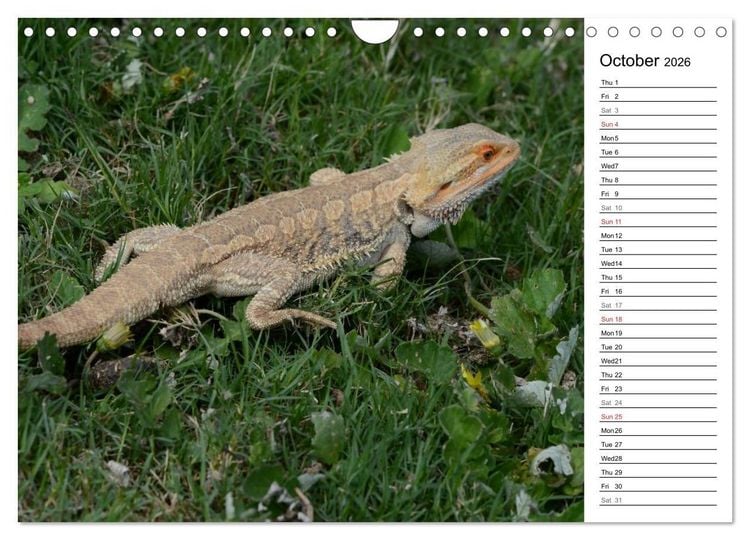 Produktbild: Close to Australian Bearded Dragons (Wall Calendar 2026 DIN A4 landscape), CALVENDO 12 Month Wall Calendar