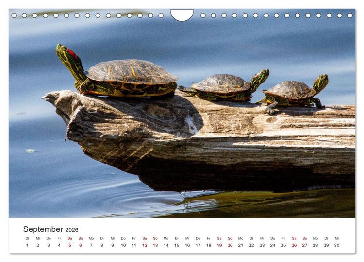Produktbild: Schildkr&ouml;ten - Die gepanzerten Tiere. (Wandkalender 2026 DIN A4 quer), CALVENDO Monatskalender