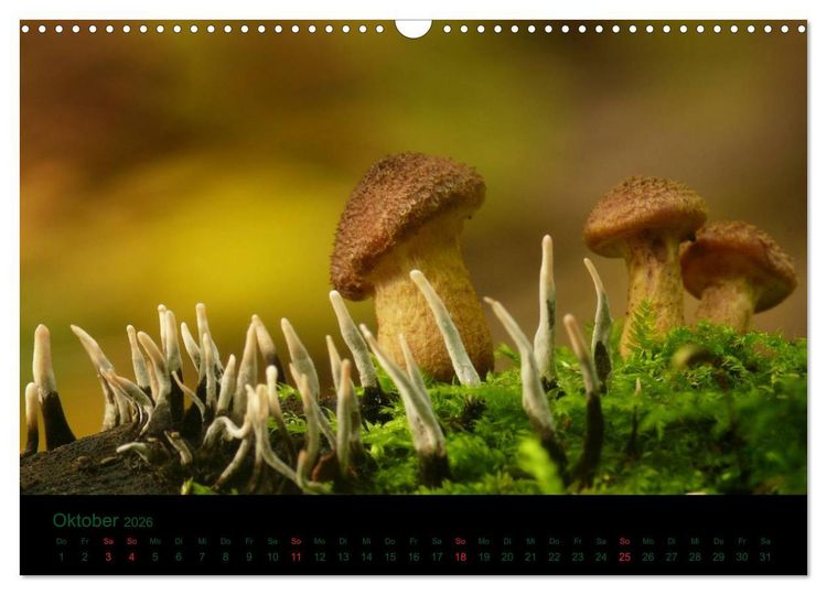Produktbild: Im Reich der Pilze (Wandkalender 2026 DIN A3 quer), CALVENDO Monatskalender