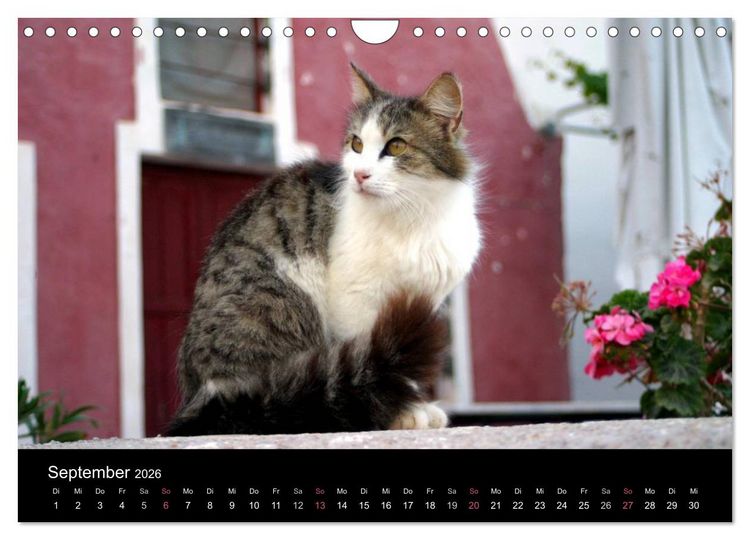 Produktbild: Katzensprung (Wandkalender 2026 DIN A4 quer), CALVENDO Monatskalender
