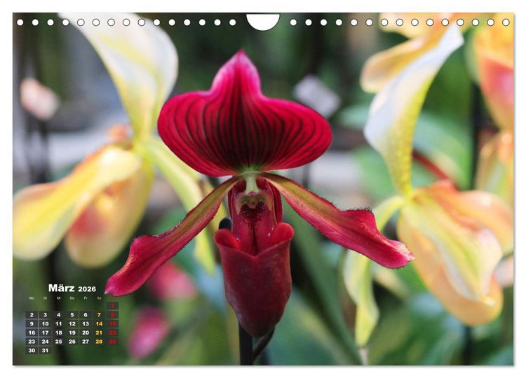 Produktbild: Pr&auml;chtige Orchideen (Wandkalender 2026 DIN A4 quer), CALVENDO Monatskalender