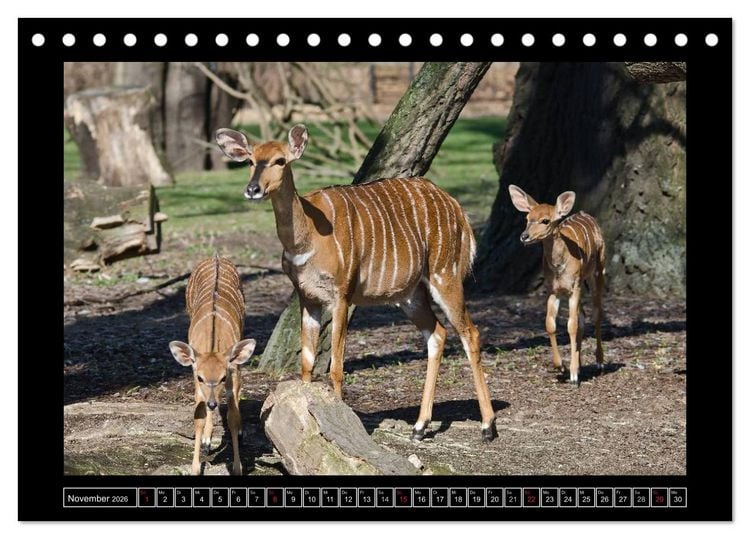 Produktbild: Dresdner Zootiere 2026 (Tischkalender 2026 DIN A5 quer), CALVENDO Monatskalender
