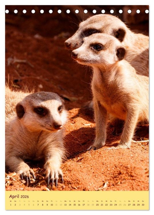 Produktbild: Erdm&auml;nnchen - Eine Kolonie in der Kalahari (Tischkalender 2026 DIN A5 hoch), CALVENDO Monatskalender