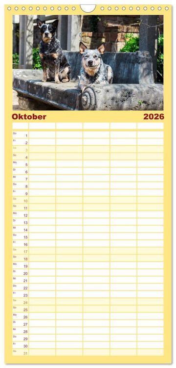 Produktbild: Familienplaner 2026 - Australian Cattle Dogs zwischen Kunst und Kultur mit 5 Spalten (Wandkalender, 21 x 45 cm) CALVENDO