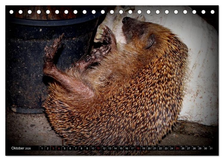 Produktbild: Meine Igel (Tischkalender 2026 DIN A5 quer), CALVENDO Monatskalender