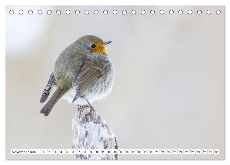 Produktbild: Geliebtes Rotkehlchen (Tischkalender 2026 DIN A5 quer), CALVENDO Monatskalender
