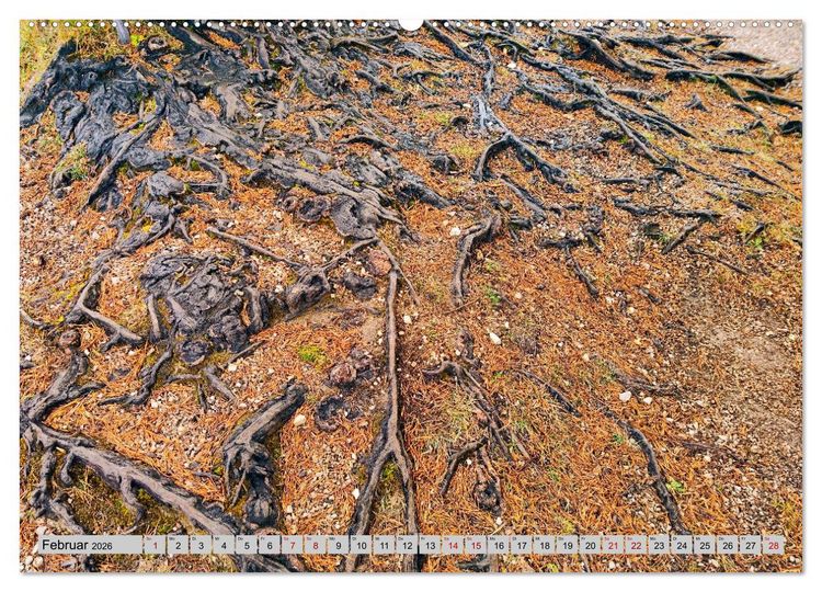 Produktbild: Das Element Holz - Ein Sinnbild (hochwertiger Premium Wandkalender 2026 DIN A2 quer), Kunstdruck in Hochglanz