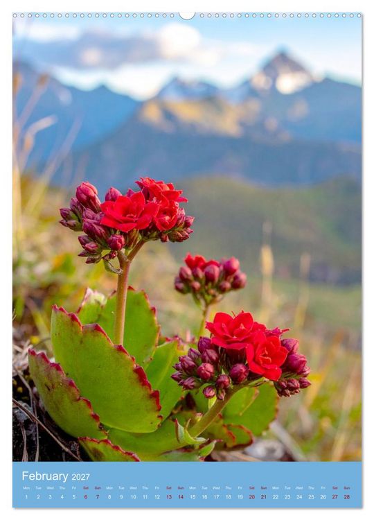 Produktbild: Succulents in Many Shapes (Wall Calendar 2027 DIN A2 portrait), CALVENDO 12 Month Wall Calendar