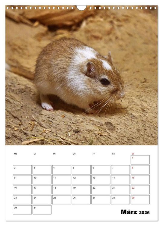 Produktbild: Lustige Rennm&auml;use (Wandkalender 2026 DIN A3 hoch), CALVENDO Monatskalender