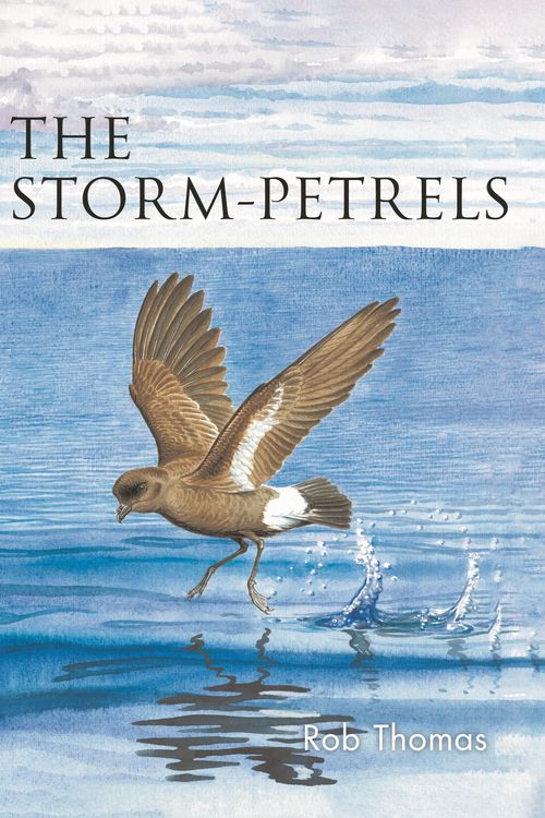 Produktbild: The Storm-petrels