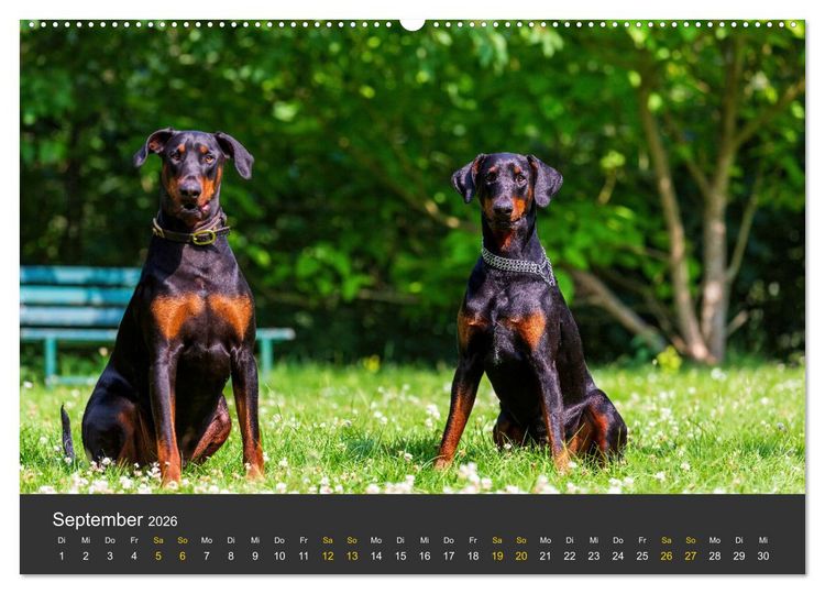 Produktbild: Dobermann 2026 (hochwertiger Premium Wandkalender 2026 DIN A2 quer), Kunstdruck in Hochglanz