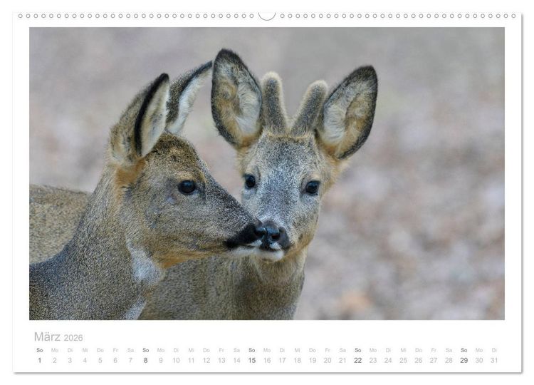 Produktbild: Rehwild 2026 (hochwertiger Premium Wandkalender 2026 DIN A2 quer), Kunstdruck in Hochglanz