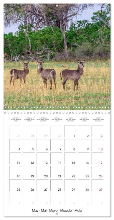 Produktbild: Animals are watching you (Wall Calendar 2026 12 &times; 12 Inch) CALVENDO 12 Month Wall Calendar