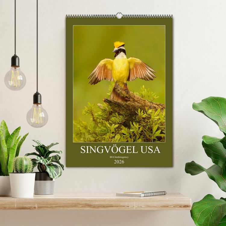 Produktbild: Singv&ouml;gel USA (Wandkalender 2026 DIN A2 hoch), CALVENDO Monatskalender
