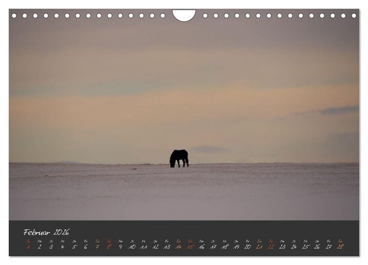 Produktbild: Islandpferde im Isi-Land (Wandkalender 2026 DIN A4 quer), CALVENDO Monatskalender