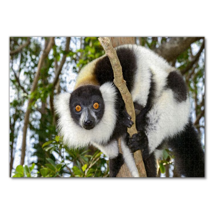 Produktbild: Lais Puzzle Lemur 1000 Teile