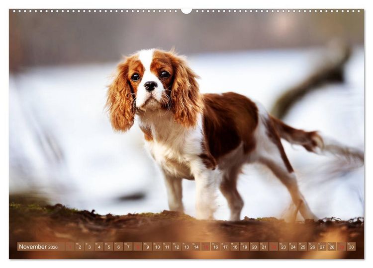 Produktbild: Der Welpenkalender - Cavalier King Charles Spaniel (hochwertiger Premium Wandkalender 2026 DIN A2 quer), Kunstdruck in Hochglanz