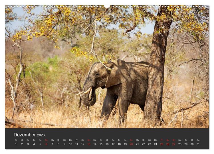 Produktbild: Elefanten - Graue Riesen (hochwertiger Premium Wandkalender 2026 DIN A2 quer), Kunstdruck in Hochglanz