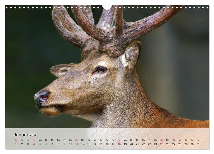 Produktbild: Rotwild. Edle Hirsche, stolze K&uuml;he (Wandkalender 2026 DIN A3 quer), CALVENDO Monatskalender