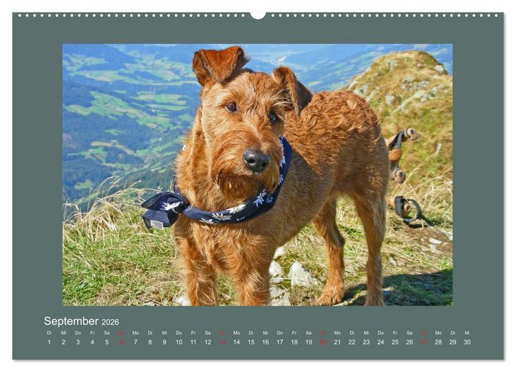 Produktbild: Kelly, der Irish Terrier - innen und au&szlig;en aus Gold (Wandkalender 2026 DIN A2 quer), CALVENDO Monatskalender
