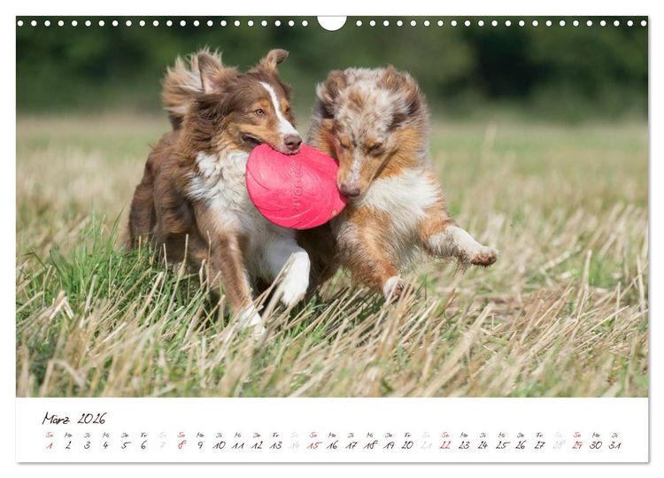 Produktbild: Wunderbare Australian Shepherds (Wandkalender 2026 DIN A3 quer), CALVENDO Monatskalender