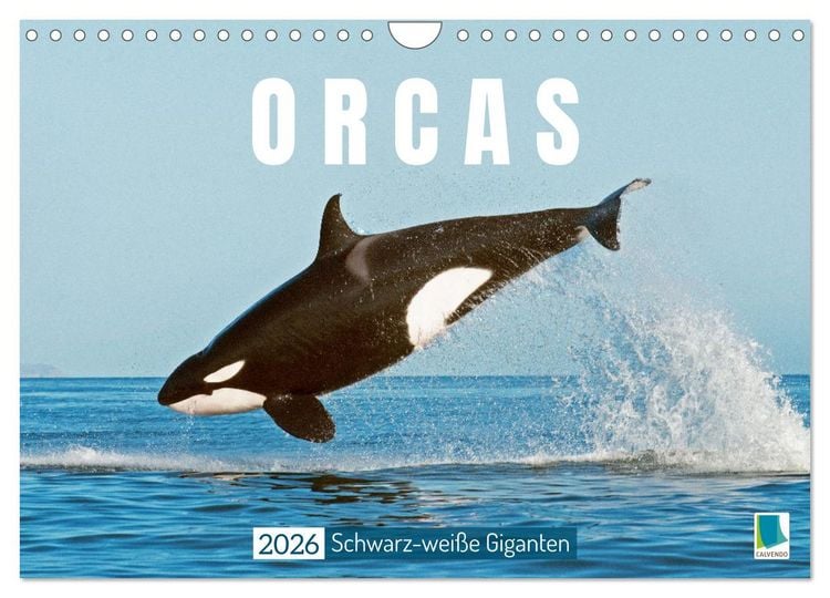 Produktbild: Orcas: Schwarz-wei&szlig;e Giganten (Wandkalender 2026 DIN A4 quer), CALVENDO Monatskalender
